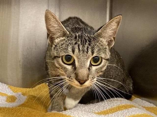 Vicky - Domestic Short Hair