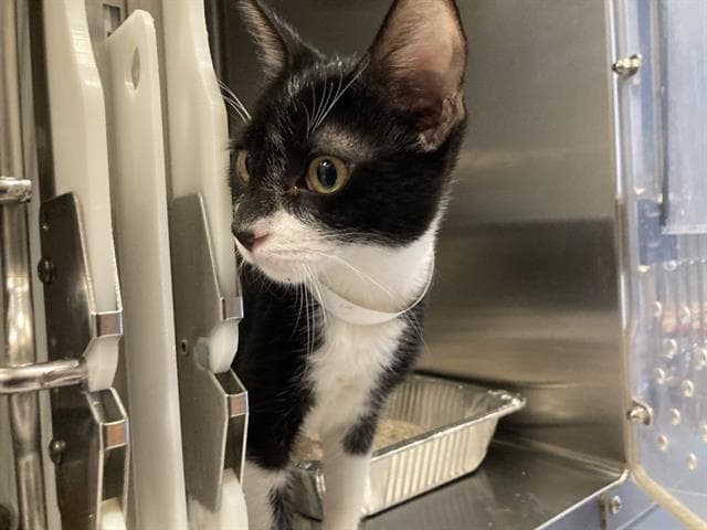 Cosmo - Domestic Short Hair