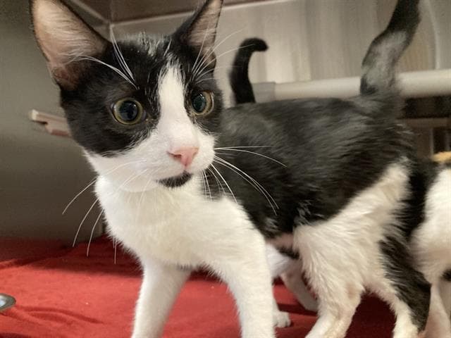 Aj - Domestic Short Hair