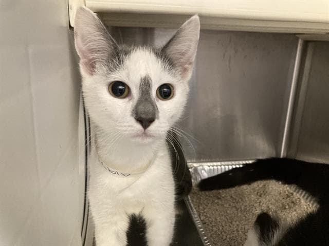 Poof - Domestic Short Hair