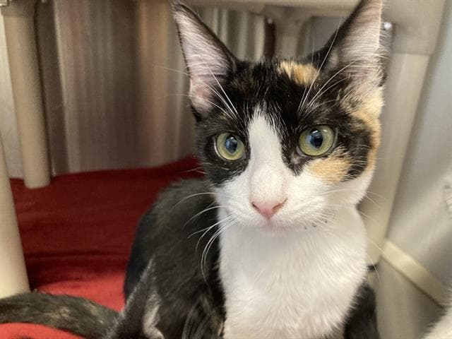 Veronica - Domestic Short Hair