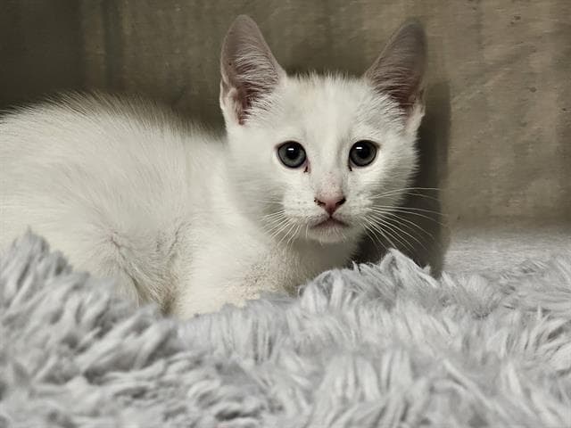 Spike - Domestic Short Hair