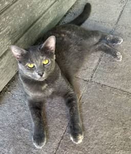 Astrid image 1