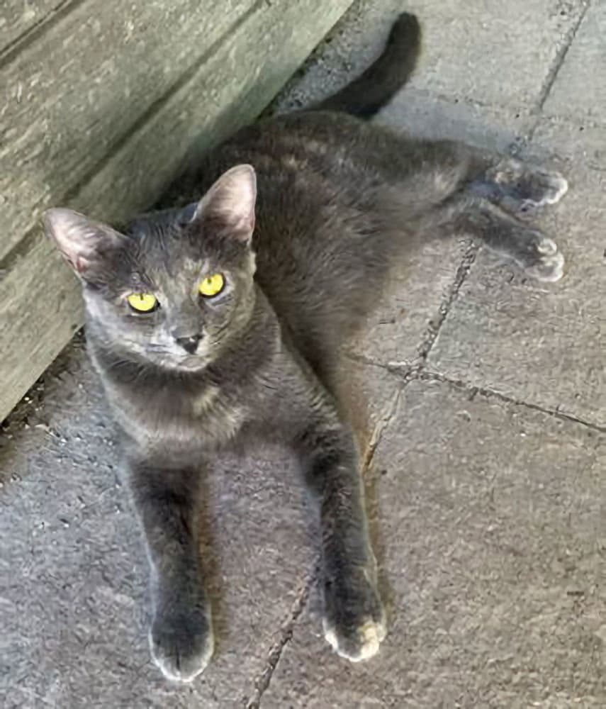 Astrid - Dilute Tortoiseshell