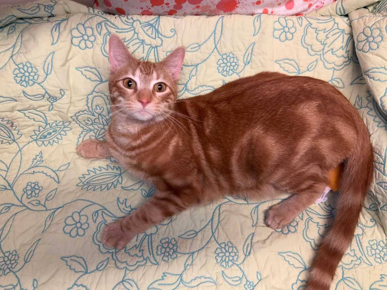 Chuck - Domestic Short Hair