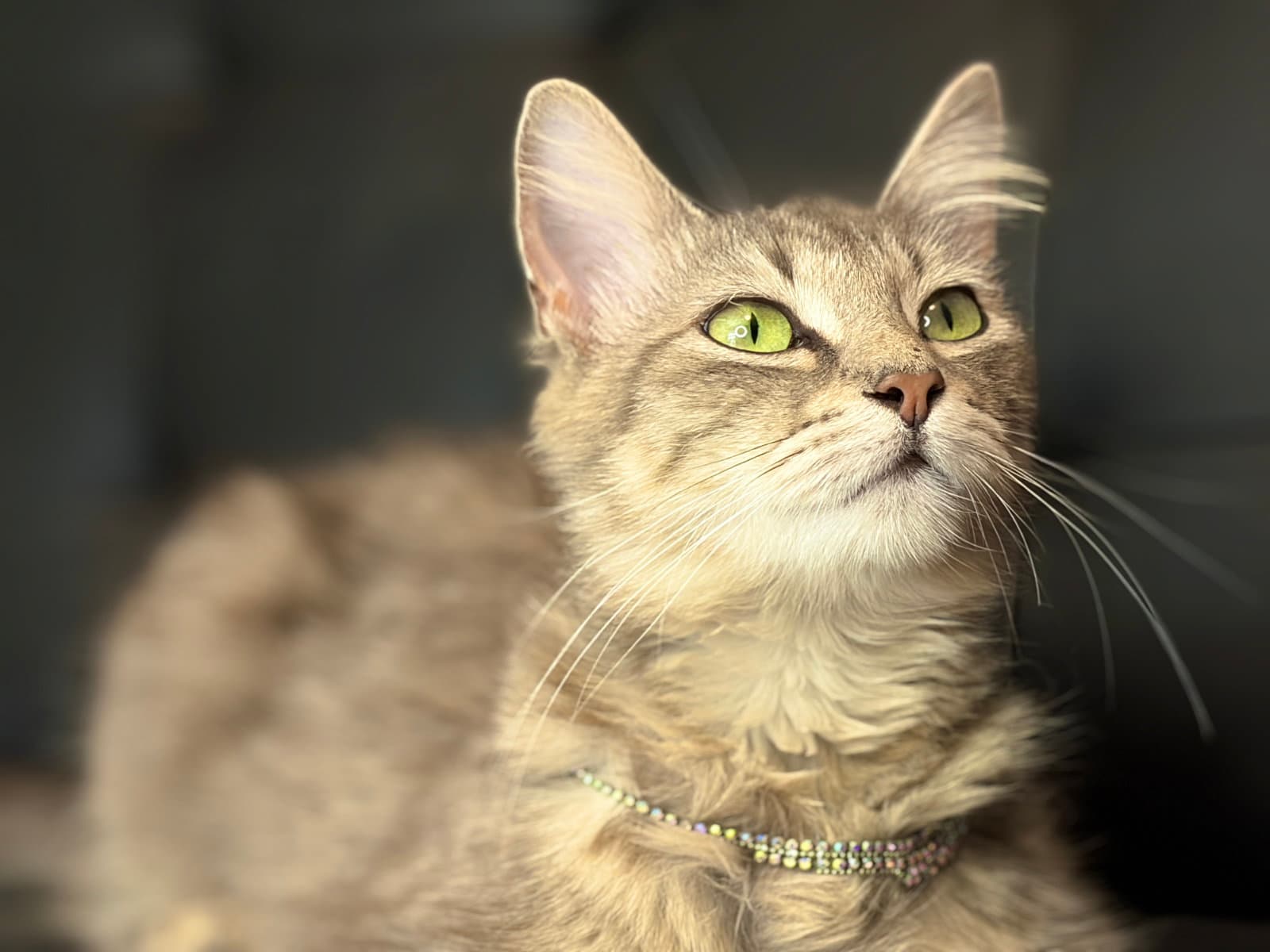 Christy - Domestic Long Hair