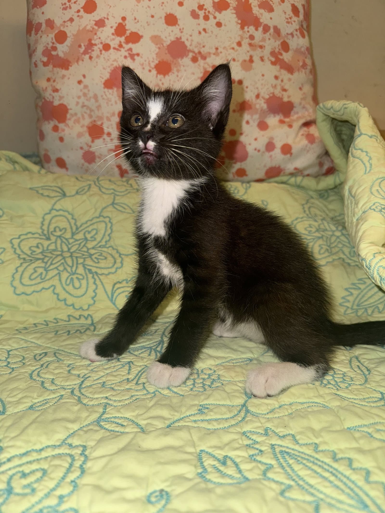 Sarah - Tuxedo