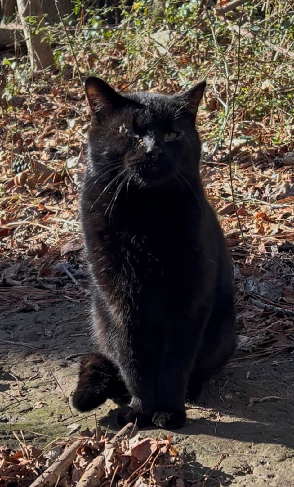 Onyx - Domestic Short Hair