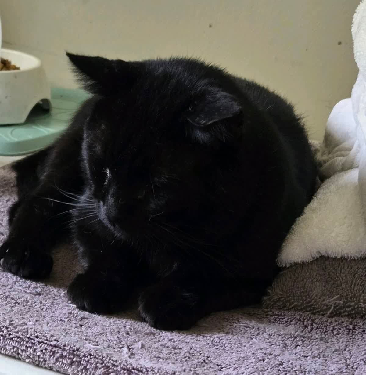 Onyx - Domestic Short Hair