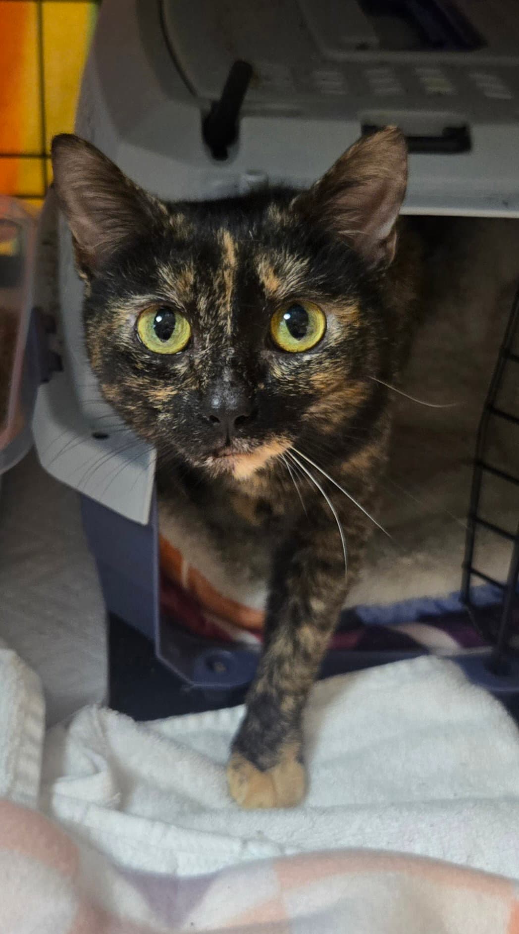 Pheobe - Domestic Short Hair