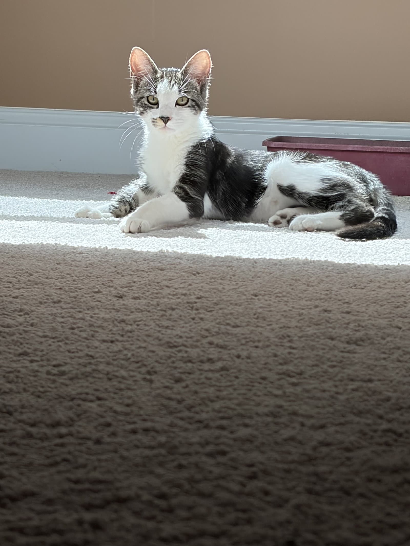 Smudge - Domestic Short Hair