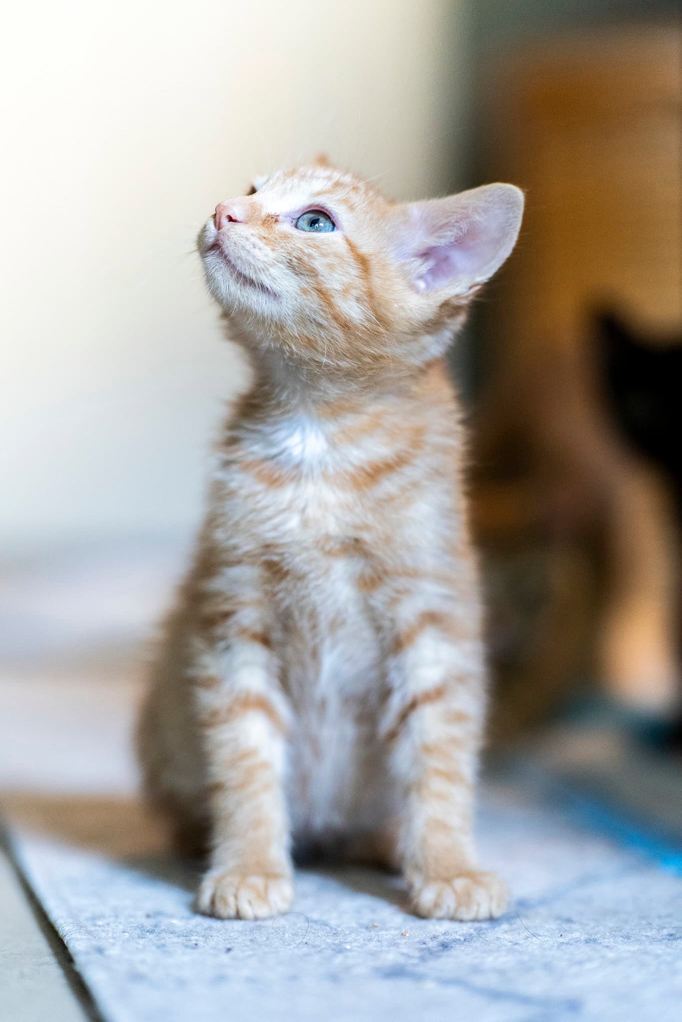 Biscotti - Domestic Medium Hair