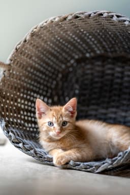 Biscotti image 2