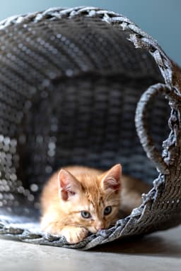 Biscotti image 3