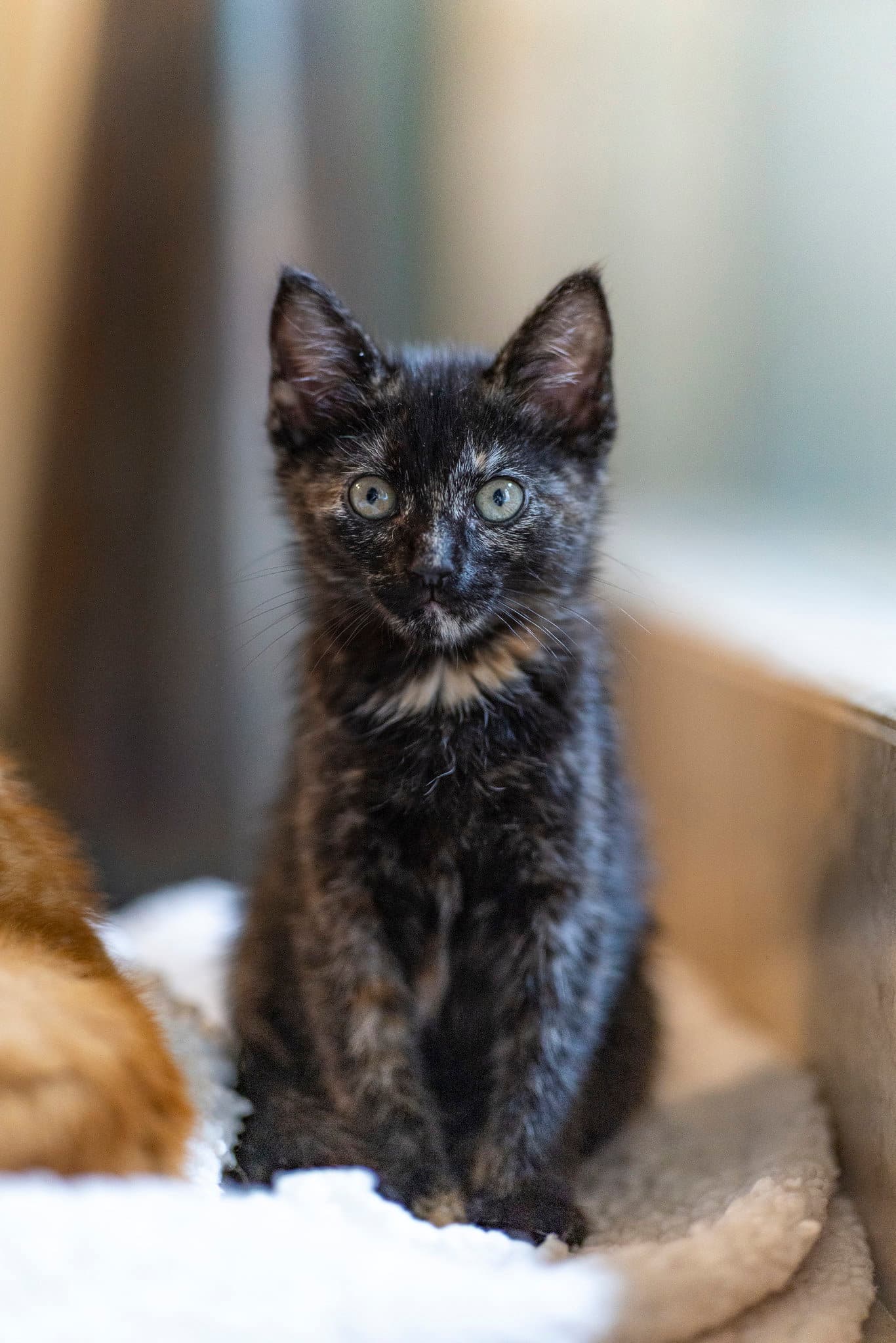 Bibi - Domestic Medium Hair