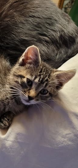 Gabby image 4