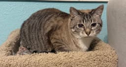 Ella image 1