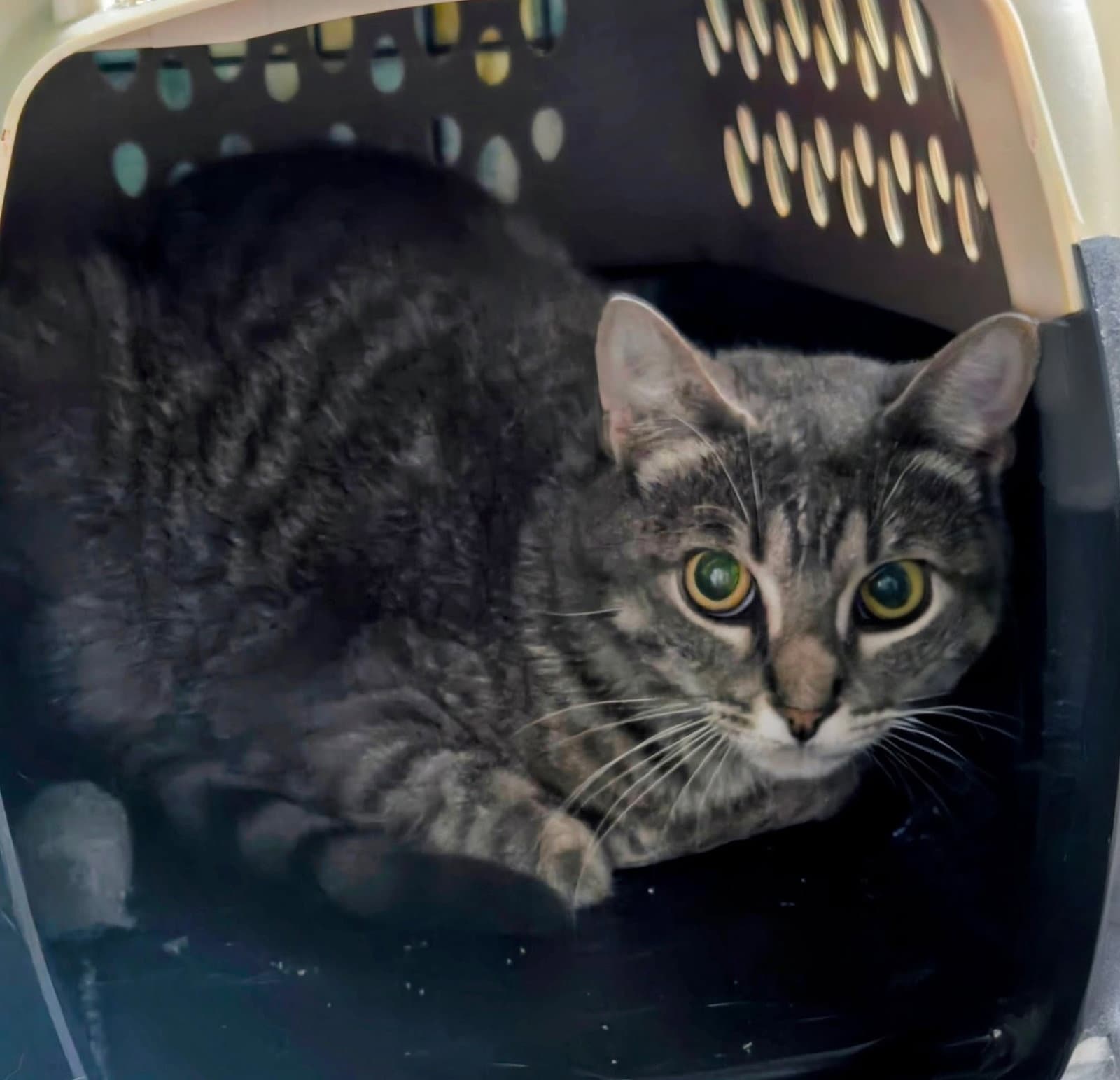 Ziggy - Domestic Short Hair