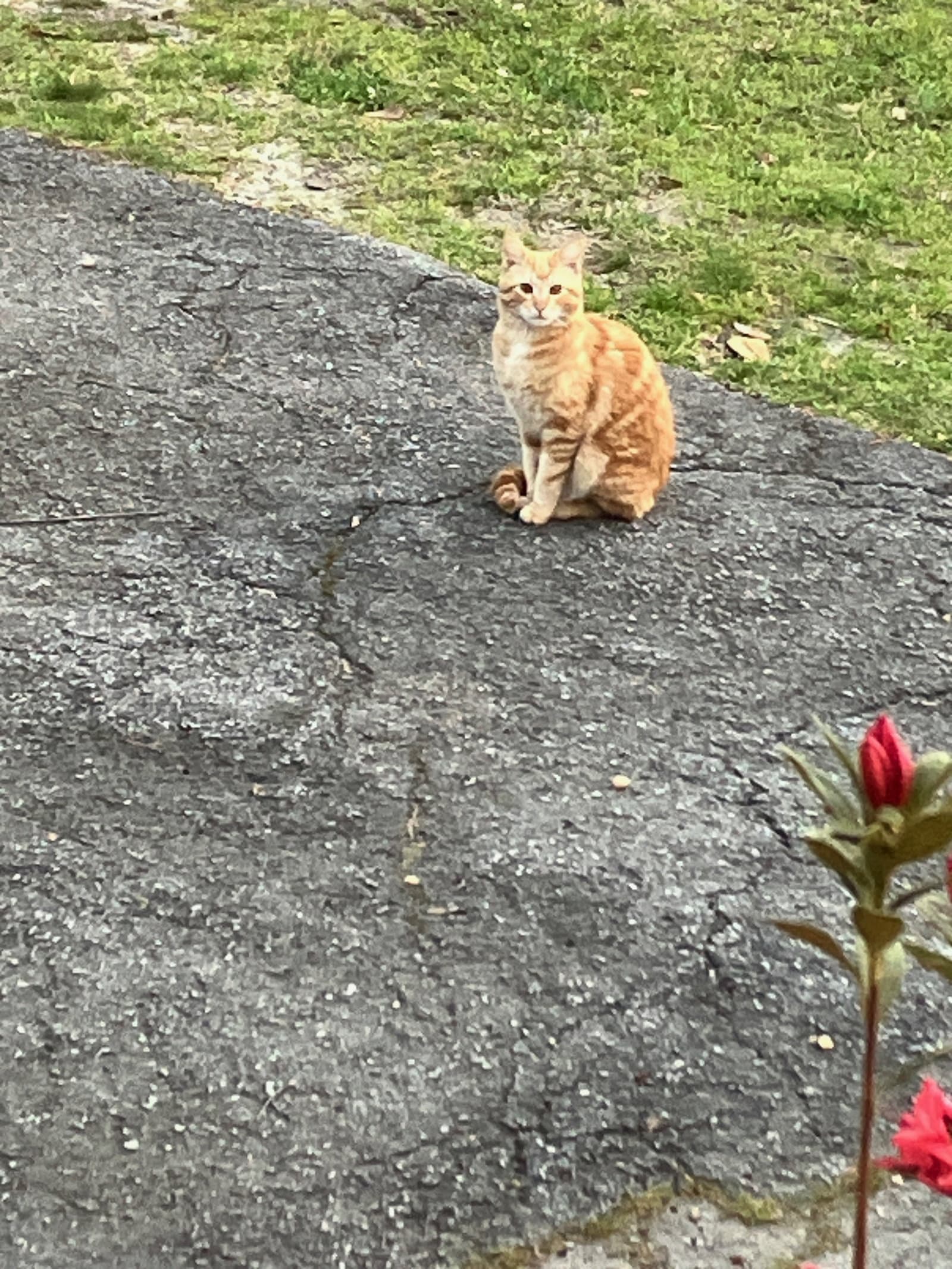 Saffron - Domestic Short Hair