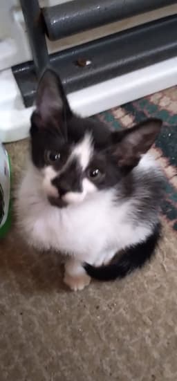 Felix image 1