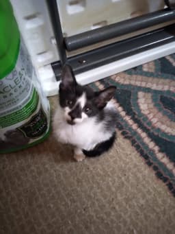 Felix image 2