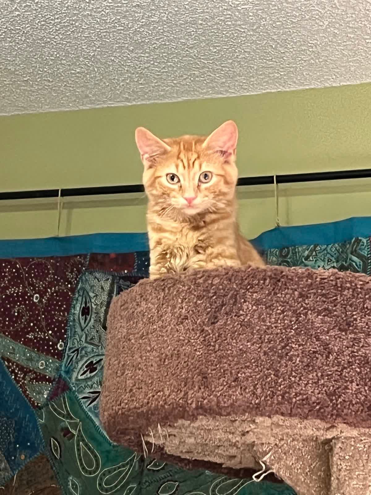 Simba - Domestic Medium Hair