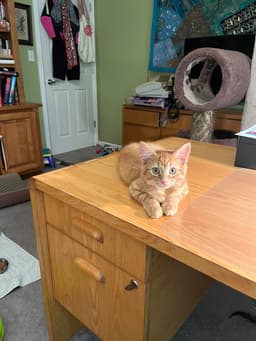 Simba image 2
