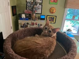 Simba image 3