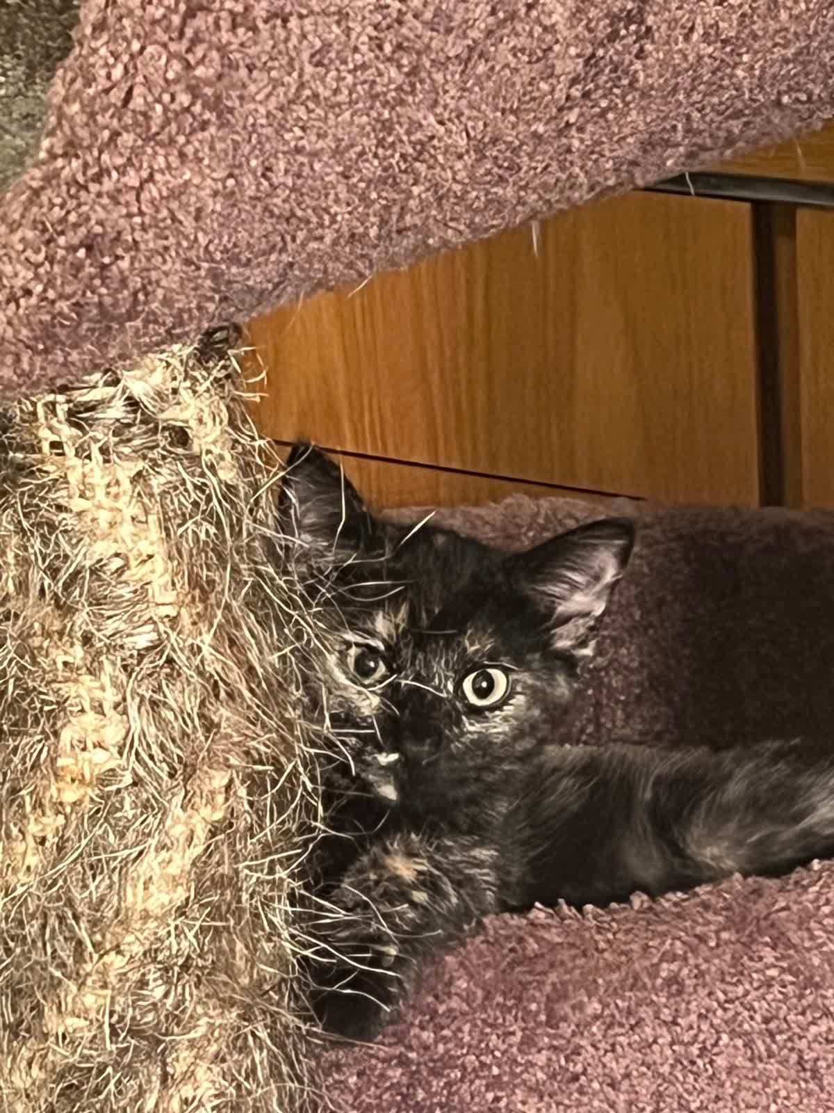 Nala - Domestic Short Hair