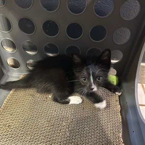 Ingrid - Domestic Medium Hair