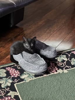 Puppy image 3