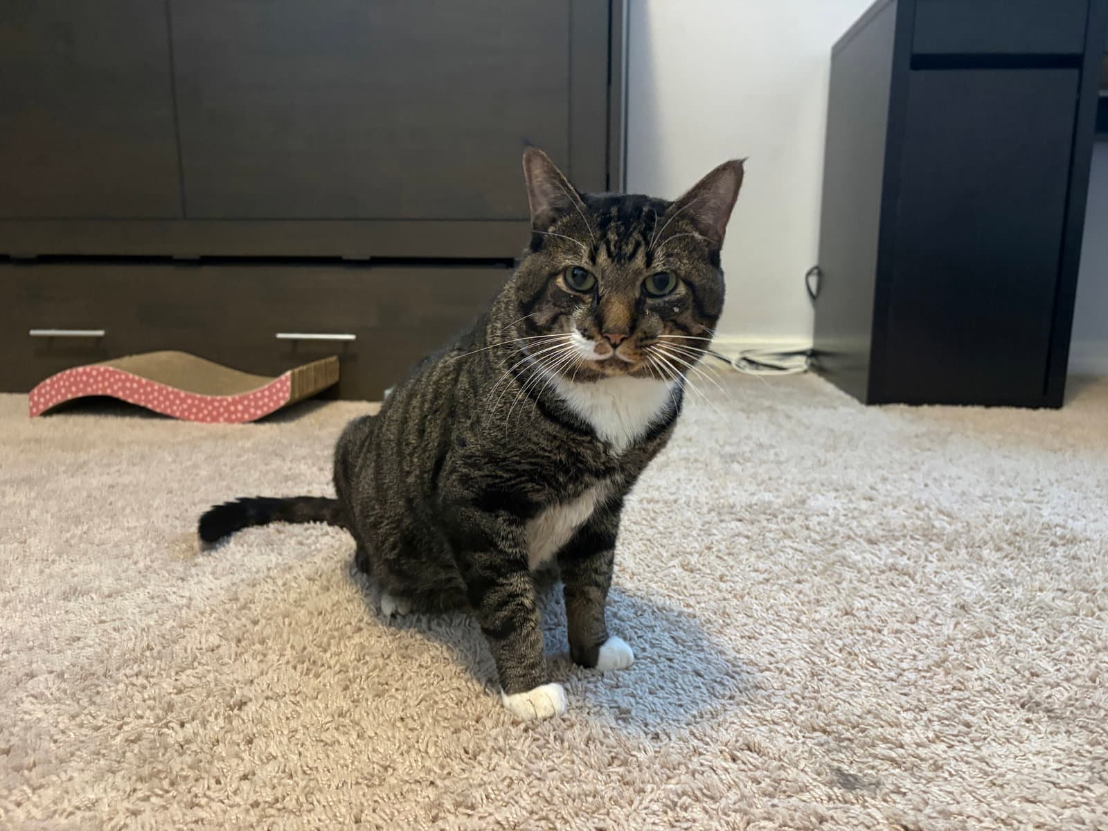 Twix - Tabby