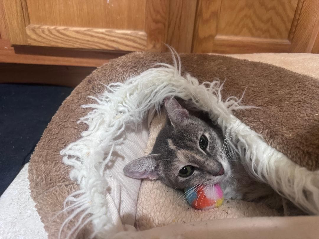 Victoria - Domestic Short Hair