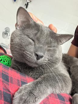 Mr Whiskers image 1