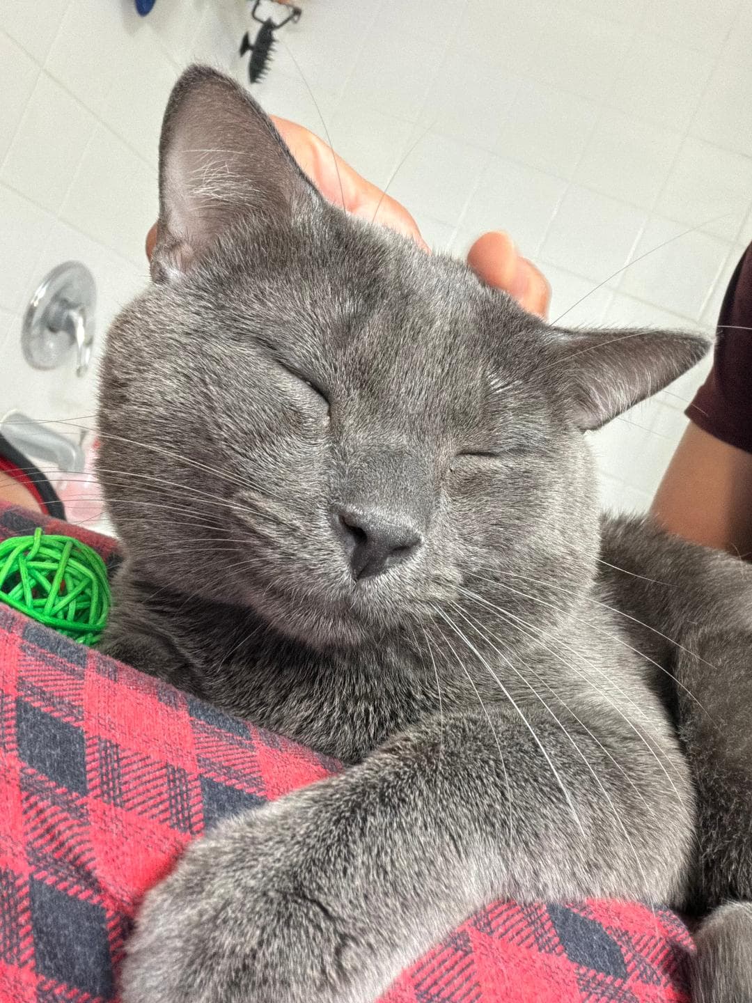 Mr Whiskers - Domestic Short Hair