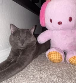 Mr Whiskers image 3