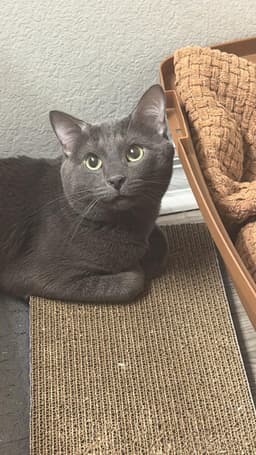 Mr Whiskers image 4
