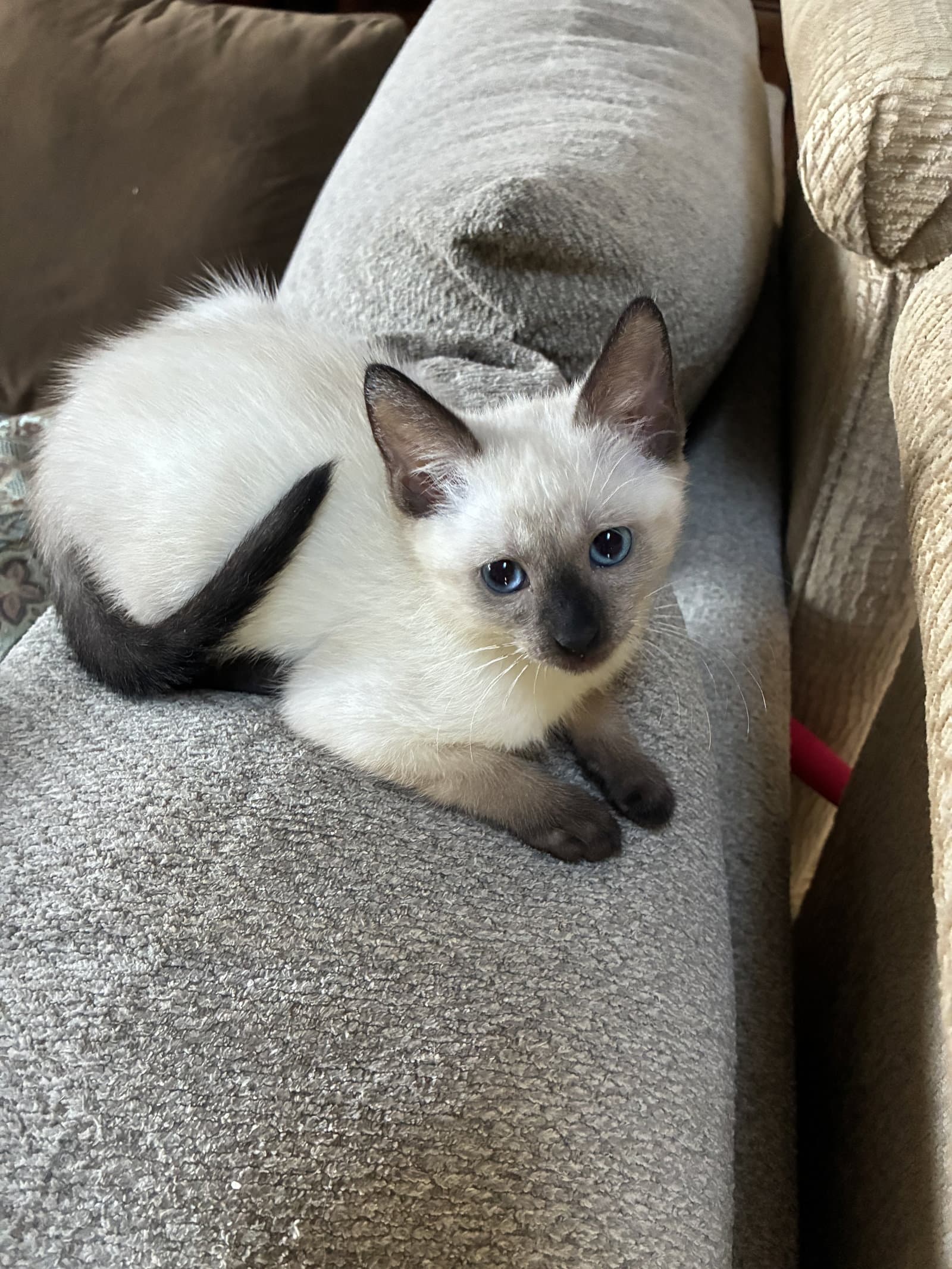 Mystical - Siamese