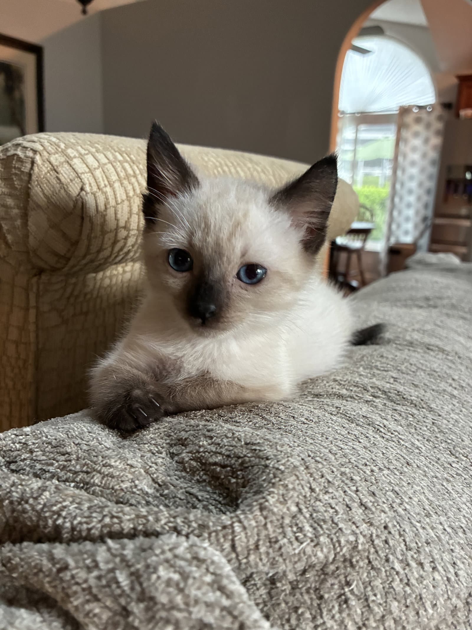 Mythical - Siamese