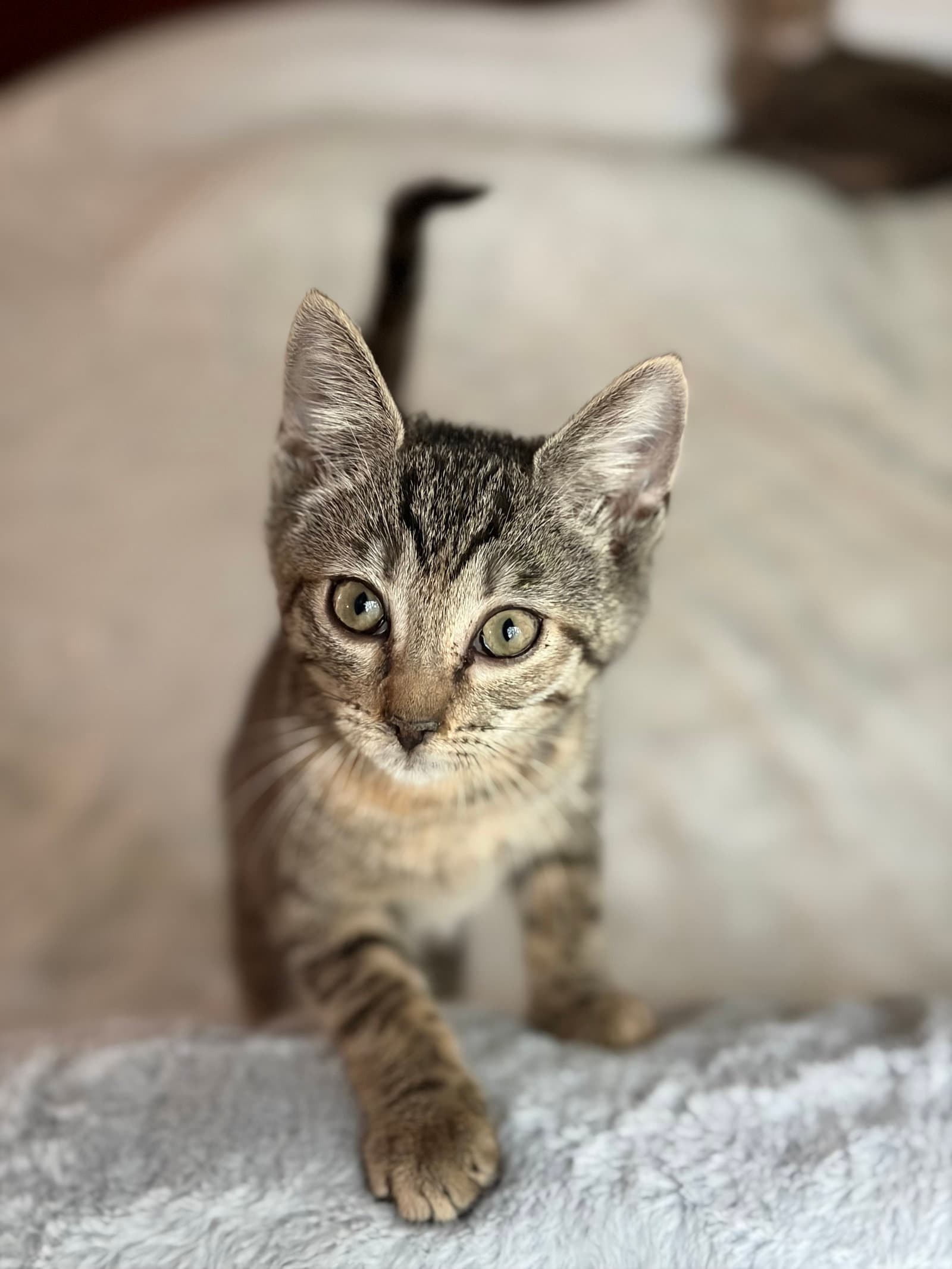 Babette Von Biscuit - Domestic Short Hair