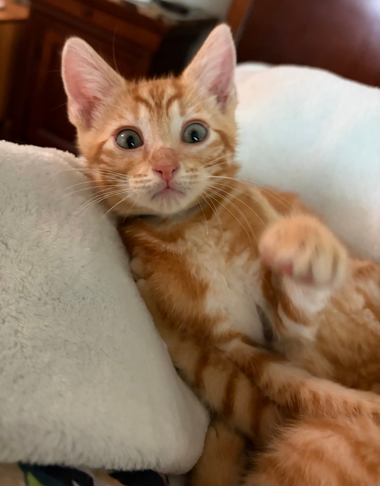 Britta Von Biscuit - Domestic Short Hair