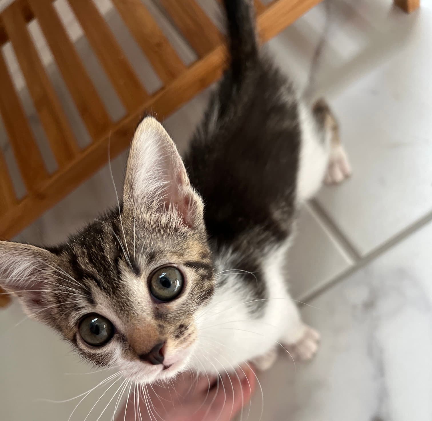 Nessie - Tabby