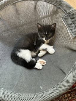 Clyde image 2