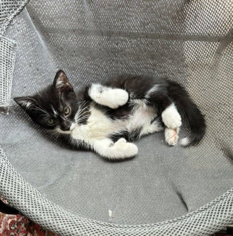 Clyde - Extra-Toes Cat (Hemingway Polydactyl)