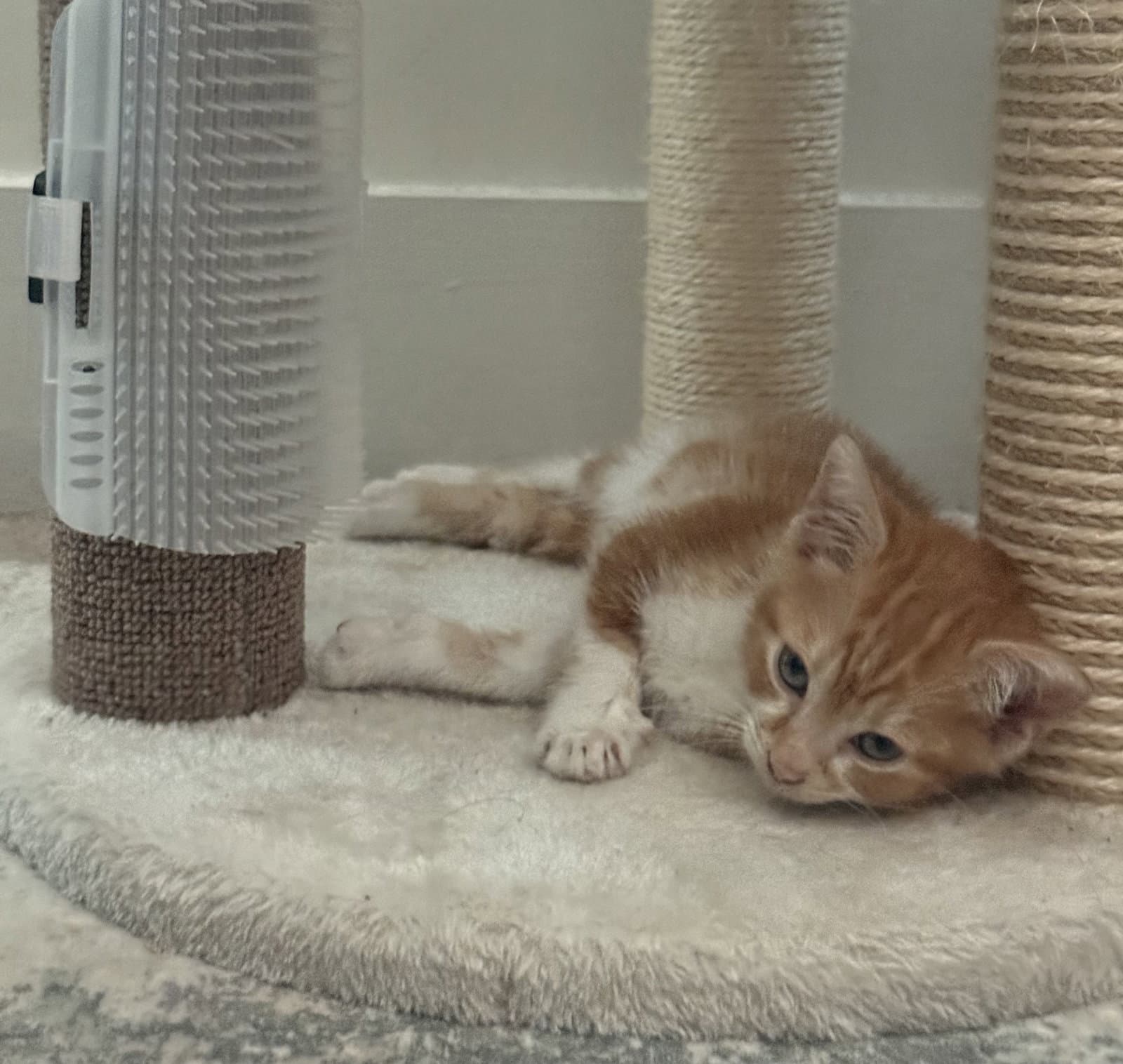 Ice Cream - Domestic Short Hair