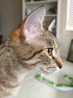 Kisha image 4