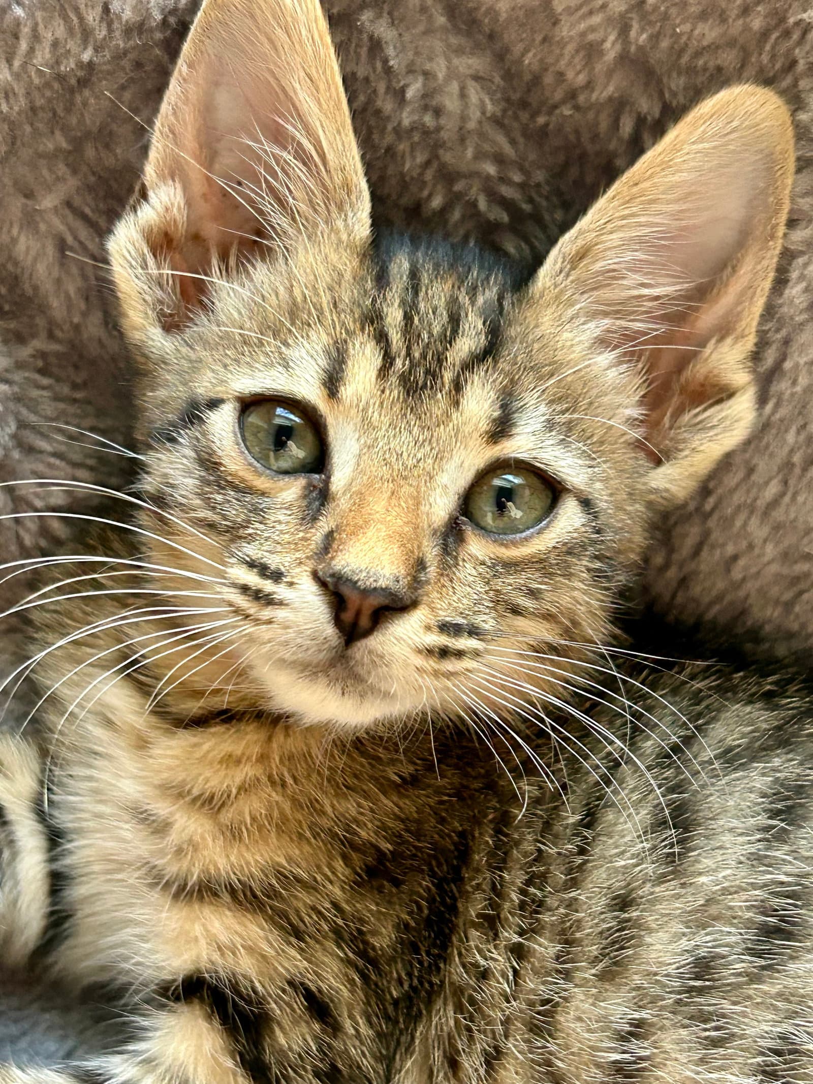 Lucy - American Shorthair