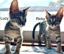 Ricky image 3