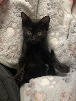 Lulu image 1
