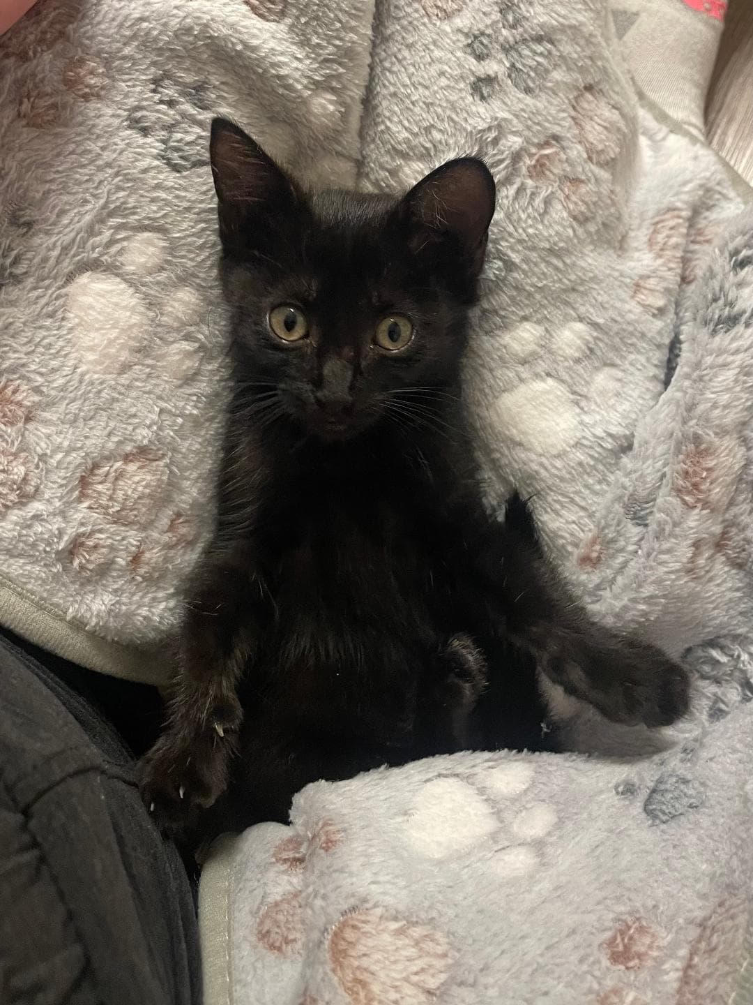 Lulu - Domestic Short Hair